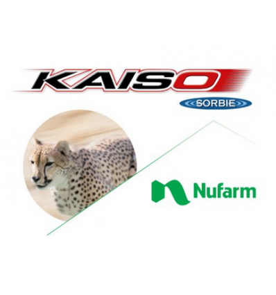 Kaiso Sorbie