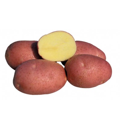 Bellarosa Alemanha