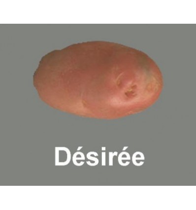 Desirée França