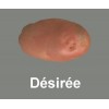 Desirée França